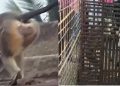 Monkeys Caught for 'Revenge Killing' Of 250 Dogs