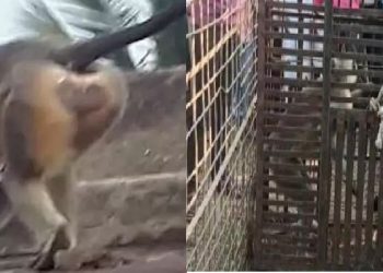 Monkeys Caught for 'Revenge Killing' Of 250 Dogs