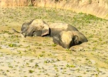 গোৱালপাৰাত পুখুৰীৰ বোকাত আৱদ্ধ পাঁচটাকৈ বন্য হস্তী