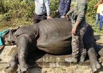 শিৱসাগৰত মুক্ত বিচৰণ কৰি থকা গঁড় দুটাক কৰা হ’ল ট্ৰেংকুলাইজড