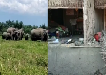 wild elephant