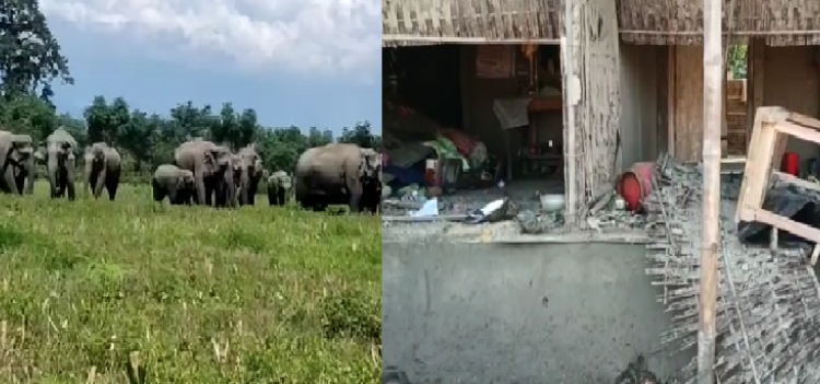 wild elephant