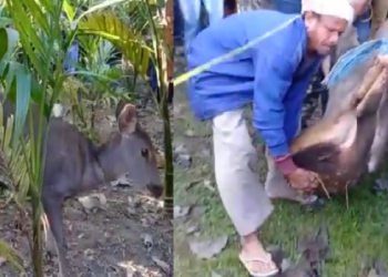 Deer rescued at Nagrijuli