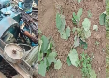 Harming cultivation Margherita