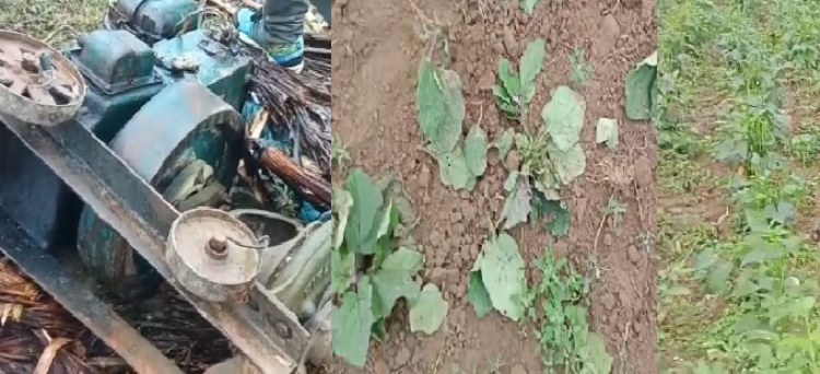 Harming cultivation Margherita