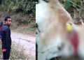 Tiger terror in Kaliabor