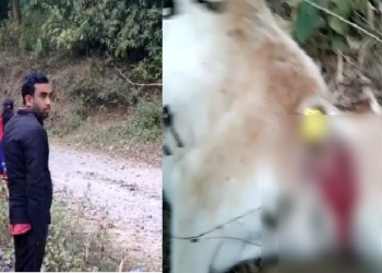 Tiger terror in Kaliabor