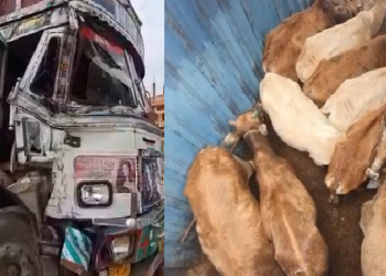 cattle seized in Sibsagar
