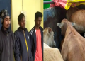cattle thief 1.png kaliabor
