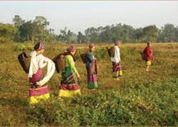 ফানেং গাৱঁৰ মধুৰ স্মৃতি…