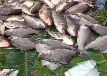 উৰুকাত থলুৱা মাছৰ উজান উঠিছে শিৱসাগৰত
