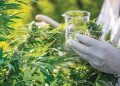 Cannabis in India