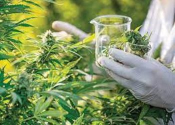 Cannabis in India