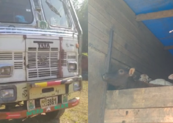 truck with cattle loaden