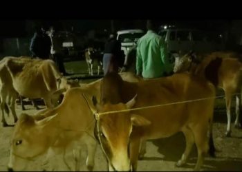 চাপৰত ১২ টা চোৰাং গৰু জব্দ, দুজনক গ্ৰেপ্তাৰ