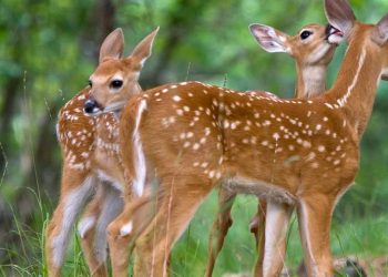 deer meat