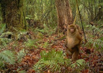 White-Cheeked Macaque
