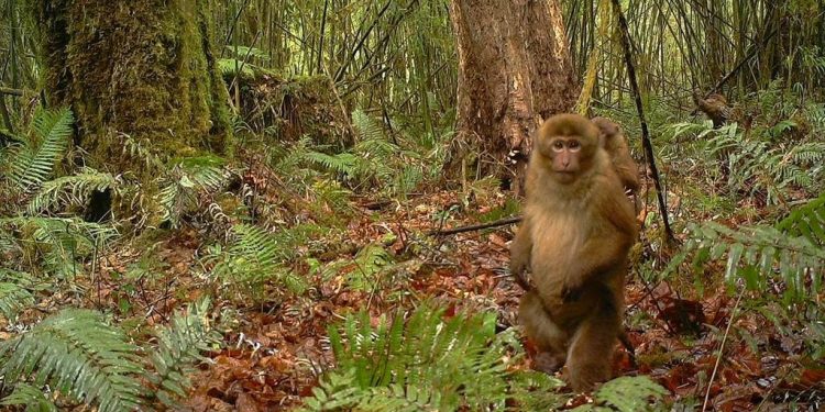 White-Cheeked Macaque