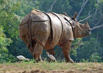 Rhino