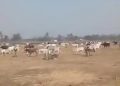 stray cattle
