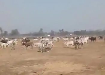 stray cattle