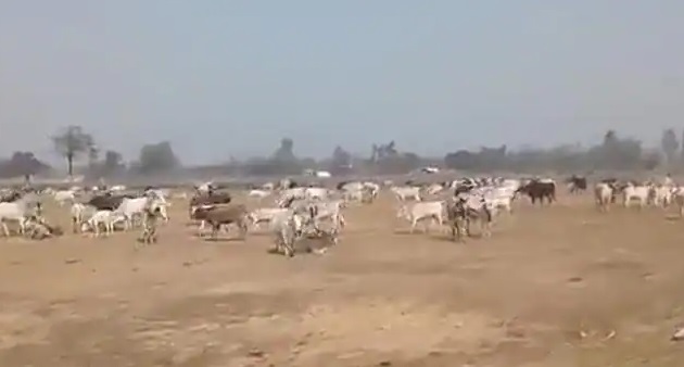 stray cattle