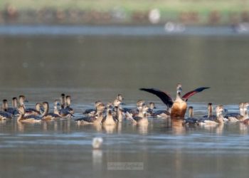 Pobitora Wildlife Sanctuary