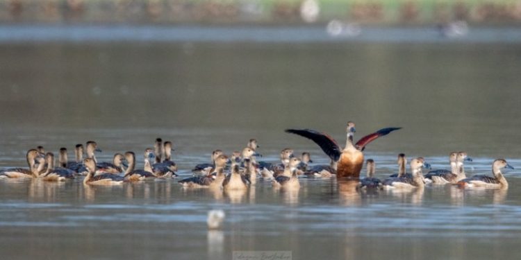 Pobitora Wildlife Sanctuary