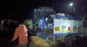 cattle smuggling