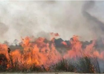 কাজিৰঙাৰ শুকান ঘাঁহনিত জুই লগাই দিলে কৰ্তৃপক্ষই, কিন্তু কিয়?