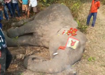 elephant died 1