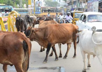 stray cattle in UP