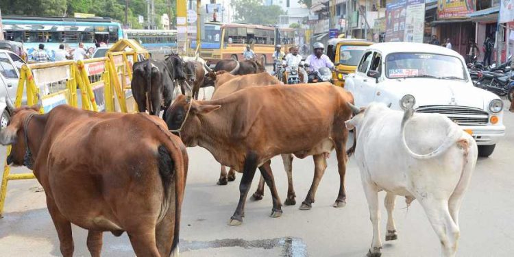 stray cattle in UP