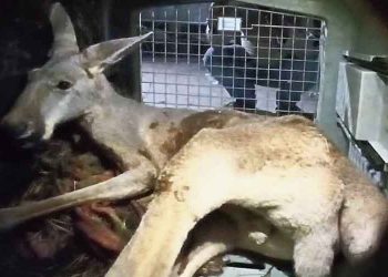 kangaroo rescued from Assam-Bengal border