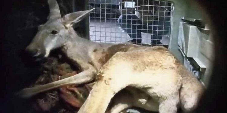 kangaroo rescued from Assam-Bengal border