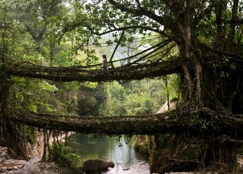 Root bridge in Meghalaya
