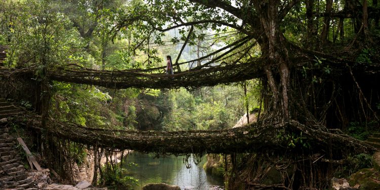 Root bridge in Meghalaya