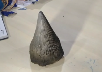 Rhino horn seized