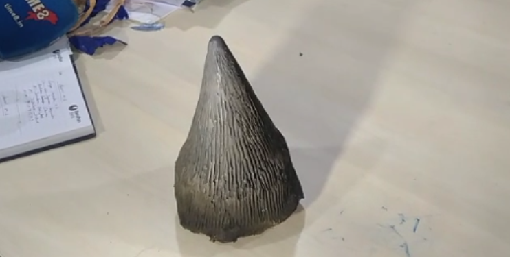 Rhino horn seized