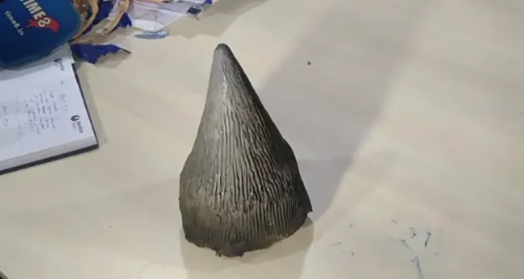 Rhino horn seized