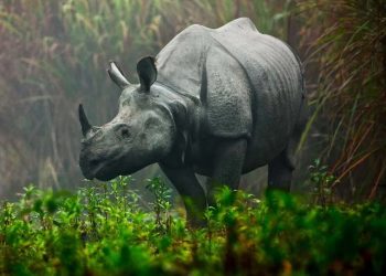 The Assam State Zoo