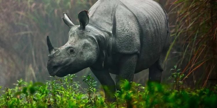 The Assam State Zoo