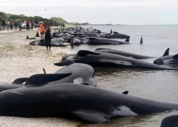 Whale dies in Newzealand sea beach
