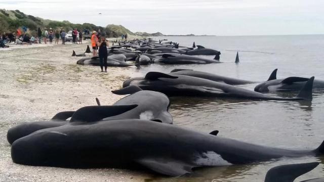 Whale dies in Newzealand sea beach