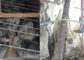 cattle seized Samaguri