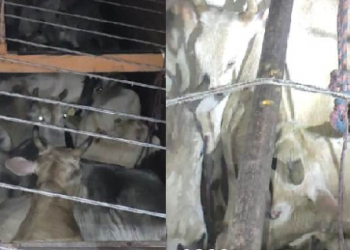 cattle seized Samaguri