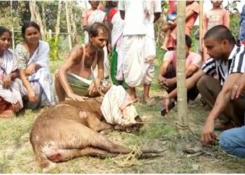 কলিয়াবৰত কুকুৰৰ আক্ৰমণত আঘাতপ্ৰাপ্ত পহু উদ্ধাৰ