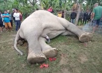 elephant died
