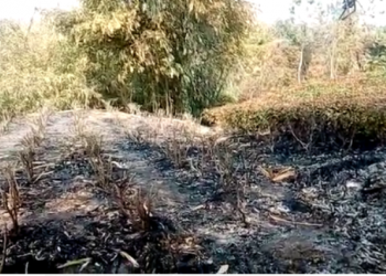 অসম- নগালেণ্ড সীমান্তত অৱস্থিত বৰছিলা চাহ বাগিচাত দুৰ্বৃত্তৰ অগ্নিসংযোগ