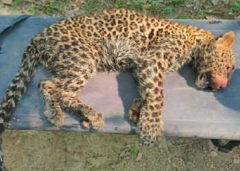 loepard death